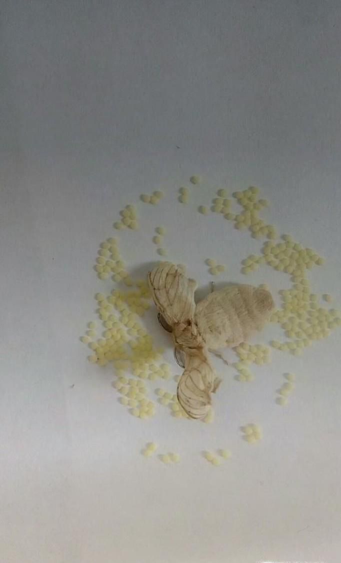 养大的蚕宝宝能做什么？