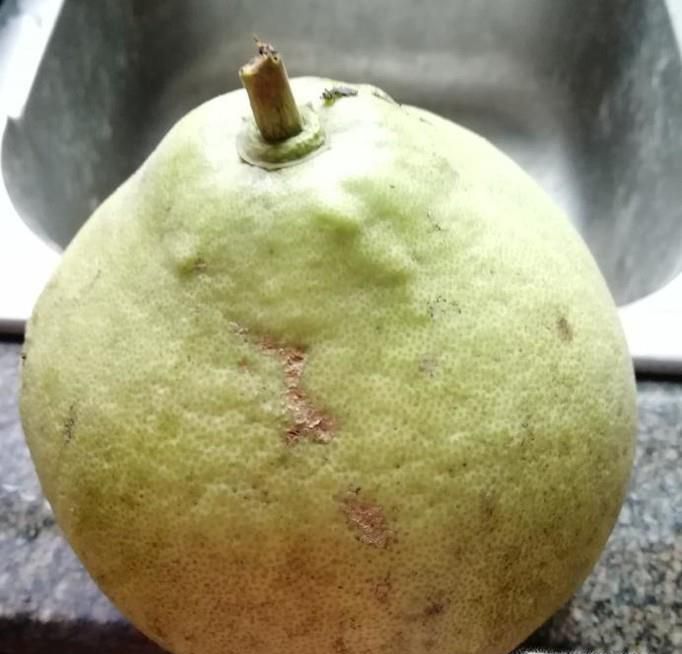 怎么剥柚子——怎么剥柚子皮快