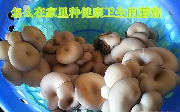 怎么在家里种健康卫生的蘑菇