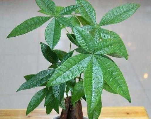 室内养什么样的植物最好