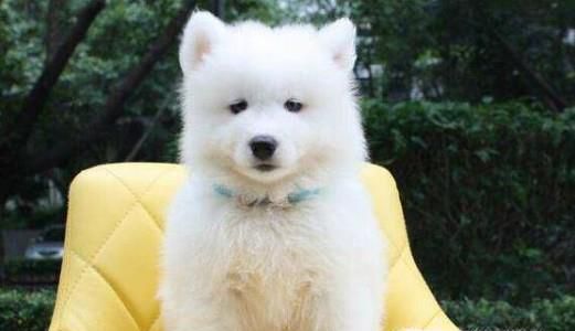 萨摩耶该怎么养