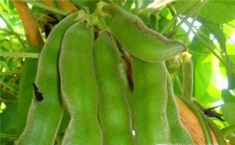 龙爪豆怎样去除毒素