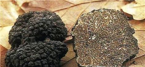 松露保存方法
