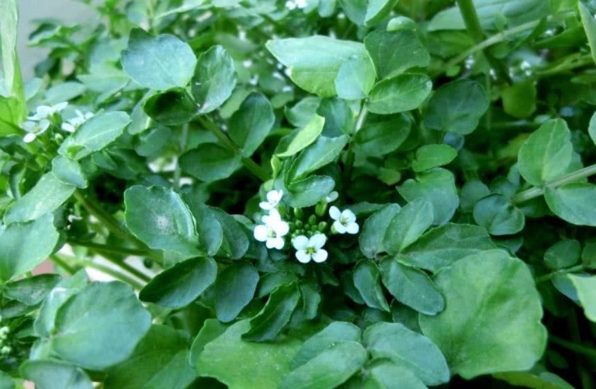 豆瓣菜经常食用它的好处？