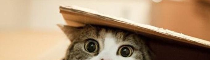薛定谔的猫是什么梗?