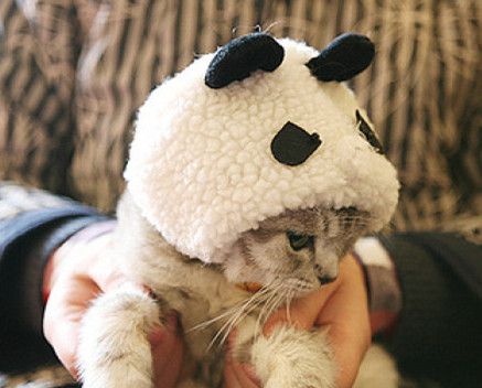 大熊猫是猫吗？