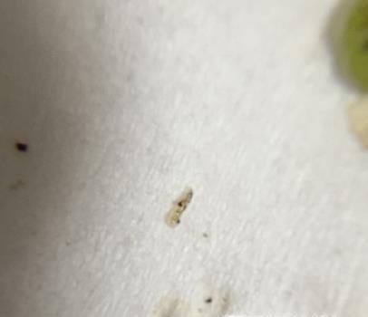 家里有黑色小飞虫怎么办，花盆有小飞虫怎么办