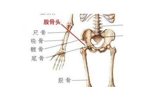 股骨头在人体的哪个位置及作用