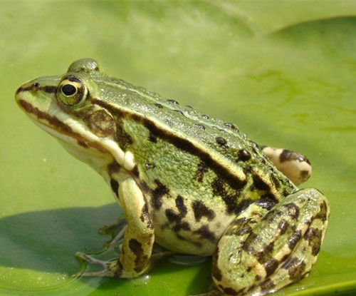 青蛙大约有几种?