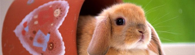 兔子为什么会吃幼崽?