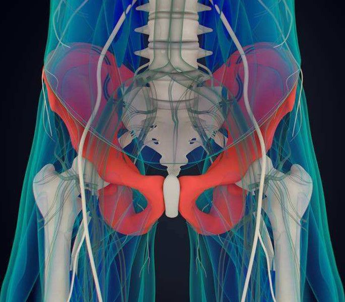 髋关节在哪个部位?