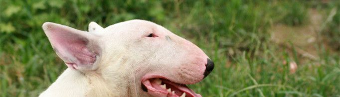 牛头梗为什么禁养？