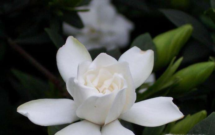 怎样养好栀子花