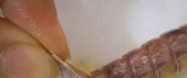怎样正确吃皮皮虾?