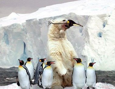 北极熊为什么不吃企鹅?