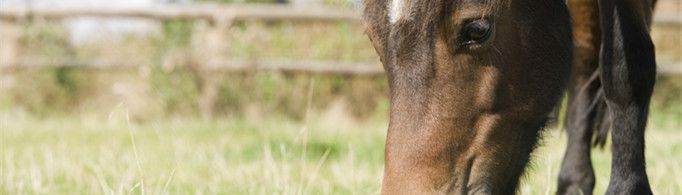 为什么好马不吃回头草?