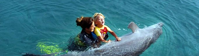 海豚为什么会救人?