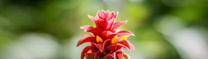 植物为什么没有系统?