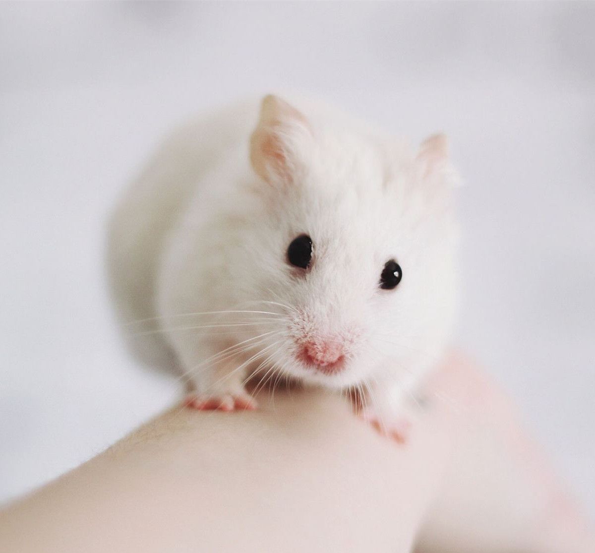 穷鬼子是什么动物?