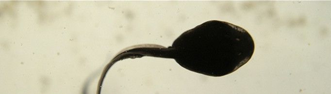 小蝌蚪的尾巴为什么会消失?