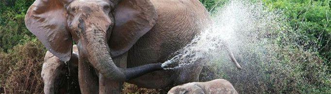 大象用鼻子吸水为什么不会被呛到？