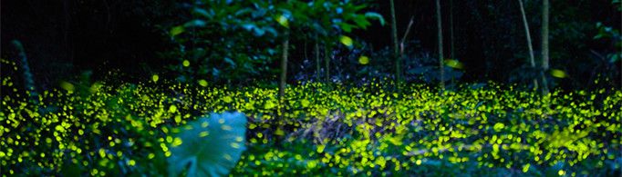 萤火虫为什么会发光？