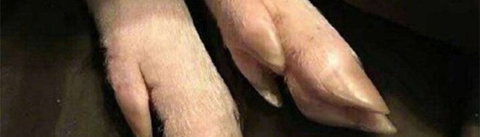 为什么说男人都是大猪蹄子？