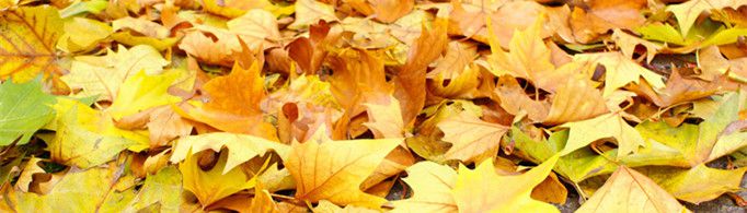 为什么落叶大多正面朝下？