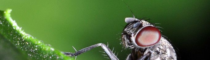 苍蝇为什么总是搓手？