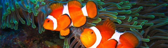 鱼的记忆真的只有7秒吗？