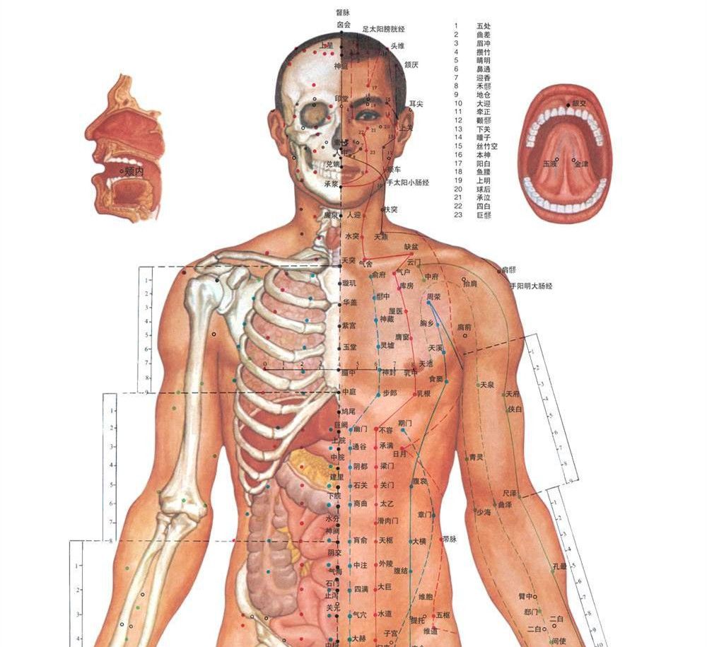 人体有多少穴位？
