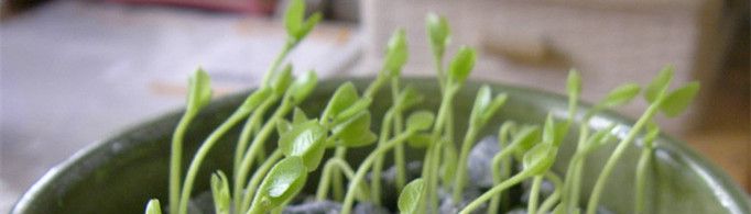 植物向光性生长的主要原因是什么？