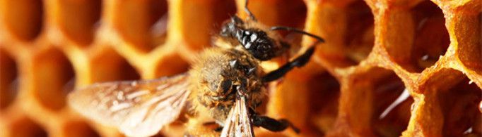 蜜蜂是怎样造蜂房的？