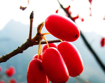 茱萸是什么植物？