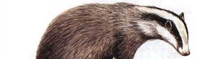 猹是什么动物？