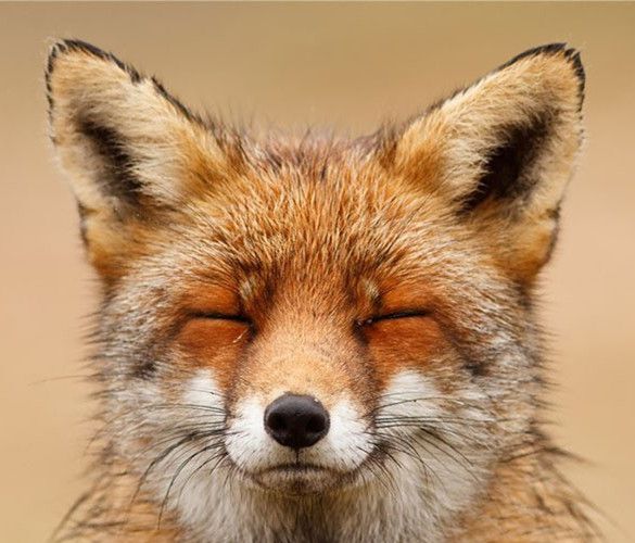 什么动物最容易摔跤？