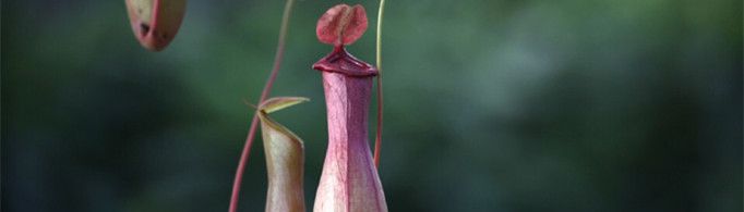 猪笼草为什么会吃虫子？