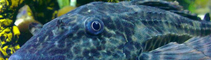 清道夫鱼为什么没人吃?