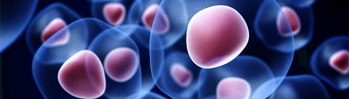 干细胞是指什么?