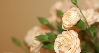 母亲节该送什么花？看完这些不再愁怎么选花了