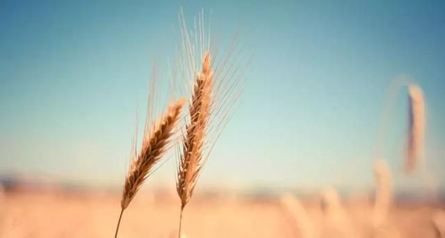 【芒种】愿你收获美好，播种希望