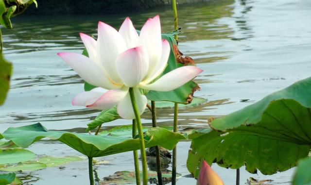 大暑降至，唐宋诗人谁笔下的大暑更好