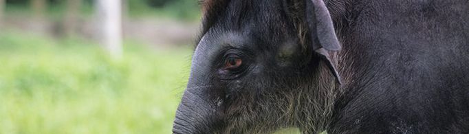 大象为什么不长毛？