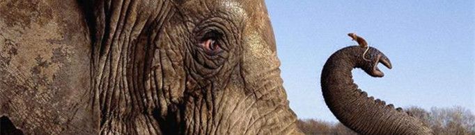 大象为什么怕老鼠？