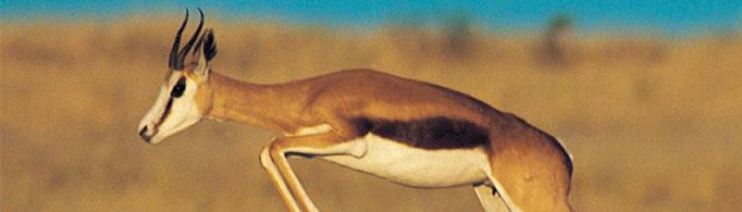 瞪羚为什么要跳着走？