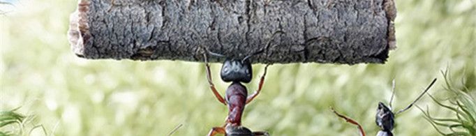 蚂蚁为什么能搬动比自己重的东西？