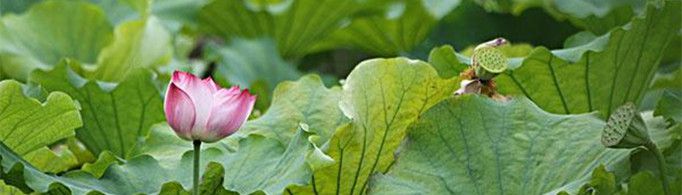 莲叶何田田是什么意思？