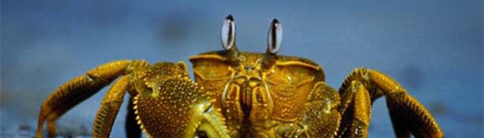 为什么螃蟹要横着爬行？