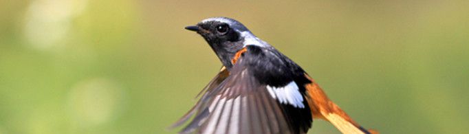 小鸟为什么会飞？