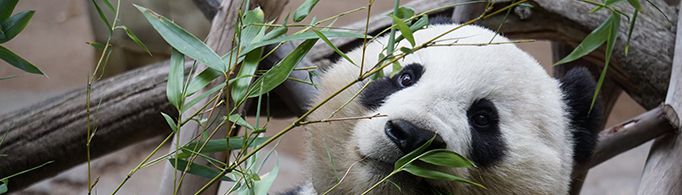 为什么熊猫是国宝？